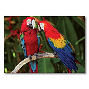 Amazon Papaganı  Mdf Ahşap Tablo 35x50 cm