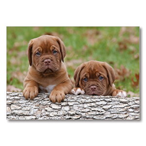 Meksika Yavru Köpekler Görseli  Mdf Ahşap Tablo 25x35 cm