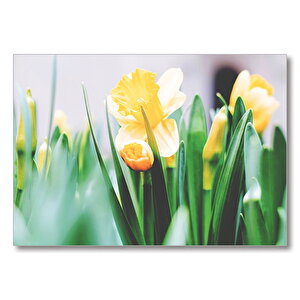 Sarı Laleler  Mdf Ahşap Tablo 35x50 cm