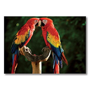 Aşık Papaganlar  Mdf Ahşap Tablo 35x50 cm