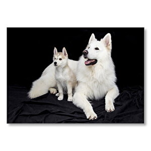 Kuzey Inuit Köpek Beyaz  Mdf Ahşap Tablo 50x70 cm