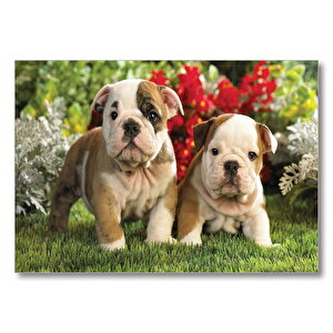 Yavru Bulldogs  Mdf Ahşap Tablo 50x70 cm