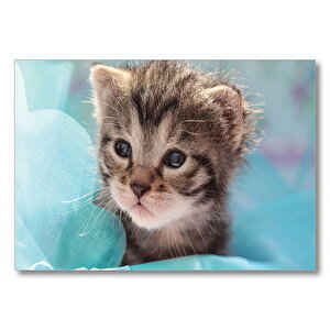Üzgün Yavru Kedi  Mdf Ahşap Tablo 50x70 cm