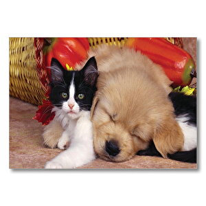 Yavru Kedi Köpek  Mdf Ahşap Tablo