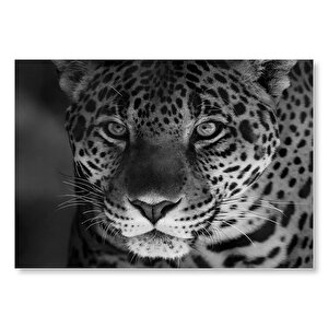 Siyah Beyaz Jaguar  Mdf Ahşap Tablo 50x70 cm