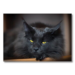 Kara Kedi  Mdf Ahşap Tablo 35x50 cm