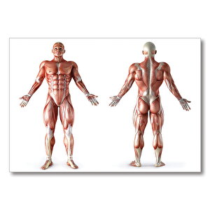 İnsan Kas Anatomisi  Mdf Ahşap Tablo 35x50 cm