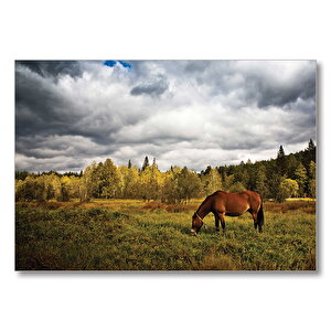 Manzara At Orman  Mdf Ahşap Tablo 50x70 cm