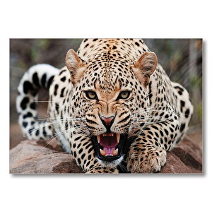 Kükreyen Jaguar  Mdf Ahşap Tablo 50x70 cm