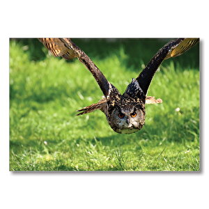 Doğada Üçan Baykuş  Mdf Ahşap Tablo 50x70 cm
