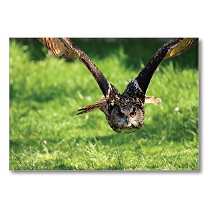 Doğada Üçan Baykuş  Mdf Ahşap Tablo 25x35 cm