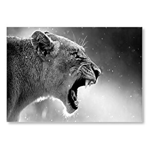 Kükreyen Aslan  Mdf Ahşap Tablo 35x50 cm