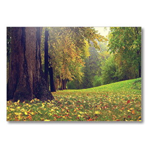 Orman Ve Çimler Doğa  Mdf Ahşap Tablo 50x70 cm