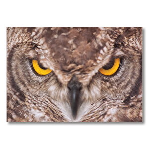 Kartal Baykuş  Mdf Ahşap Tablo 50x70 cm
