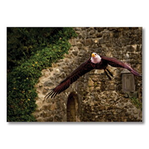 Havada Süzülen Kartal  Mdf Ahşap Tablo 35x50 cm