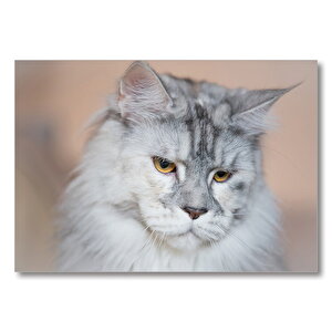 Düşünceli Kedi  Mdf Ahşap Tablo 25x35 cm