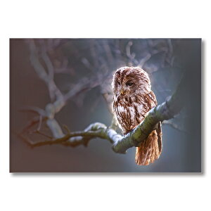 Gamlı Baykuş  Mdf Ahşap Tablo 25x35 cm