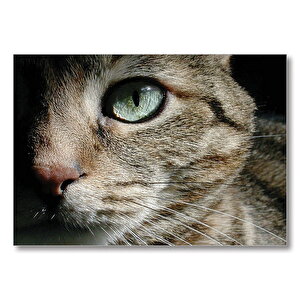 Yeşil Gözlü Kedi  Mdf Ahşap Tablo 50x70 cm