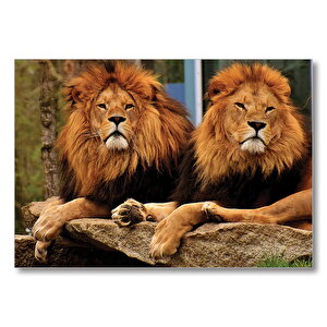 İki Aslan  Mdf Ahşap Tablo 50x70 cm