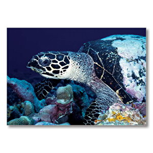 Deniz Kaplumbağa  Mdf Ahşap Tablo 25x35 cm