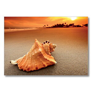 Deniz Kabuğu  Mdf Ahşap Tablo 25x35 cm