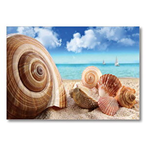 Deniz Kabukları  Mdf Ahşap Tablo 25x35 cm