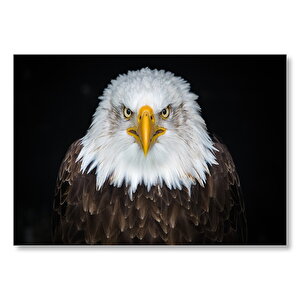 Kuzey Amerika Kel Kartalı Mdf Ahşap Tablo 50x70 cm
