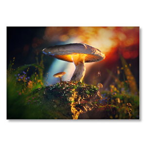 Mantar Ve Örümcek Makro Mdf Ahşap Tablo 35x50 cm
