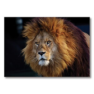 Aslan Kral  Mdf Ahşap Tablo 35x50 cm