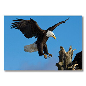 Beyaz Başlı Kartal Konuşu  Mdf Ahşap Tablo 35x50 cm