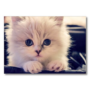 Beyaz Kedi  Mdf Ahşap Tablo 25x35 cm