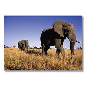 Afrikadaki İkili Filler  Mdf Ahşap Tablo 35x50 cm