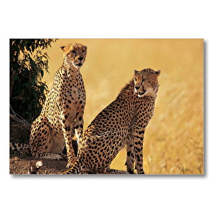 Çift Leopar  Mdf Ahşap Tablo 25x35 cm