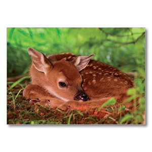 Ceylan Yavru  Mdf Ahşap Tablo 25x35 cm