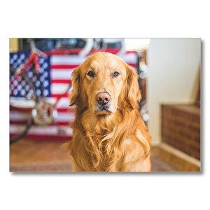Golden Retriever Ve Amerikan Bayrağı Mdf Ahşap Tablo 35x50 cm
