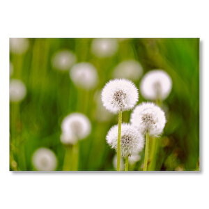 Karahindiba Çiçekleri Mdf Ahşap Tablo 50x70 cm