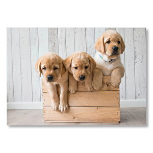 Kasada Golden Yavruları Mdf Ahşap Tablo 25x35 cm
