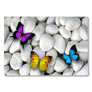 Beyaz Taşlar Ve Rengarenk Kelebekler Mdf Ahşap Tablo 50x70 cm