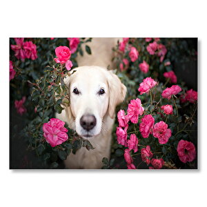 Beyaz Golden Retriever Çiçekler Arasında Mdf Ahşap Tablo 35x50 cm