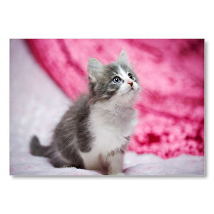 Gri Beyaz Yavru Kedi Mdf Ahşap Tablo