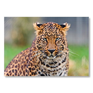 Genç Leopar Mdf Ahşap Tablo 25x35 cm
