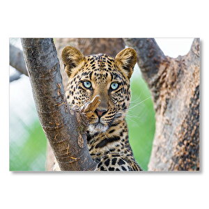 Ağaç Dallarında Genç Leopar Mdf Ahşap Tablo 35x50 cm