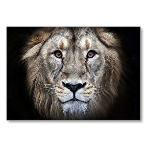 Erkek Aslan Siyah Zemin Mdf Ahşap Tablo 50x70 cm