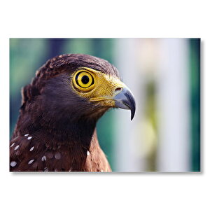 Kartal Yakın Plan Mdf Ahşap Tablo 35x50 cm