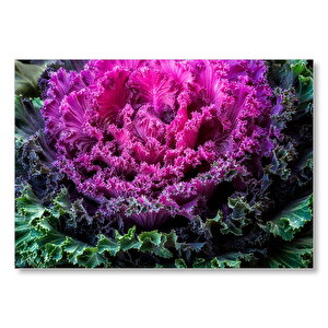 Brassica Oleracea Yaprakları Mdf Ahşap Tablo 35x50 cm