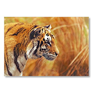 Bengal Kaplanı Mdf Ahşap Tablo 50x70 cm