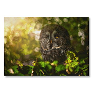 Baykuş Ve Koyu Orman Mdf Ahşap Tablo 25x35 cm