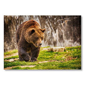 Boz Ayı Ormanda Mdf Ahşap Tablo 35x50 cm