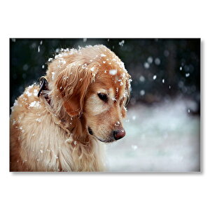 Golden Retriever Ve Kar Taneleri Mdf Ahşap Tablo 50x70 cm