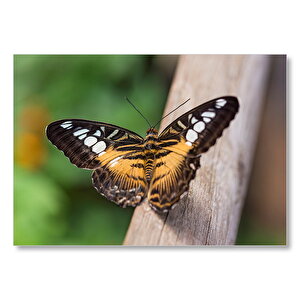 Ağaç Üzerinde Sarı Siyah Kelebek Mdf Ahşap Tablo 25x35 cm